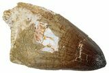 Large, Fossil Mosasaur (Prognathodon) Tooth - Morocco #266006-1